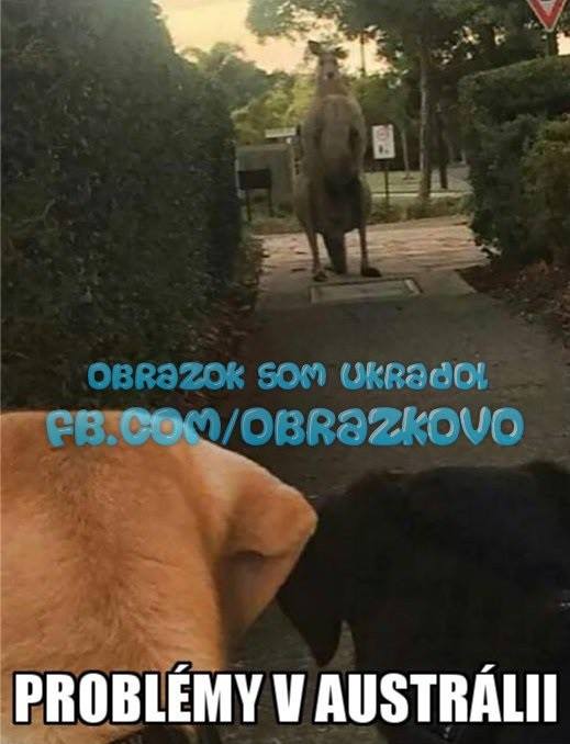 Top obrázok 2487