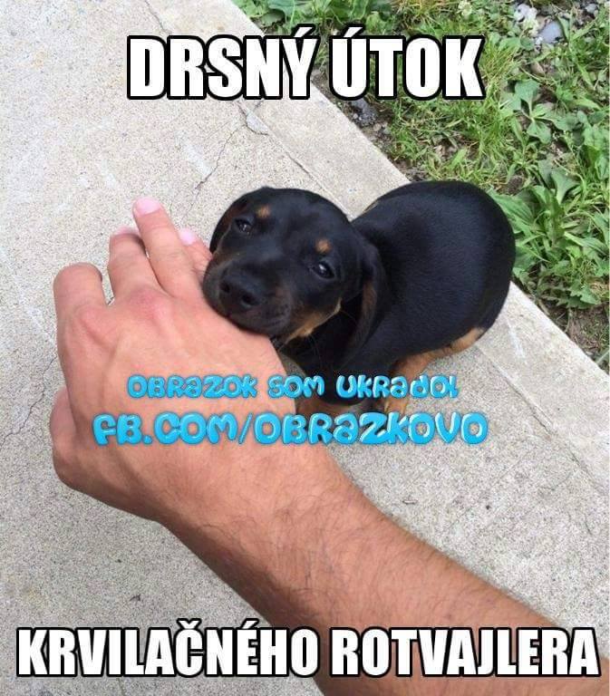 Top obrázok 351